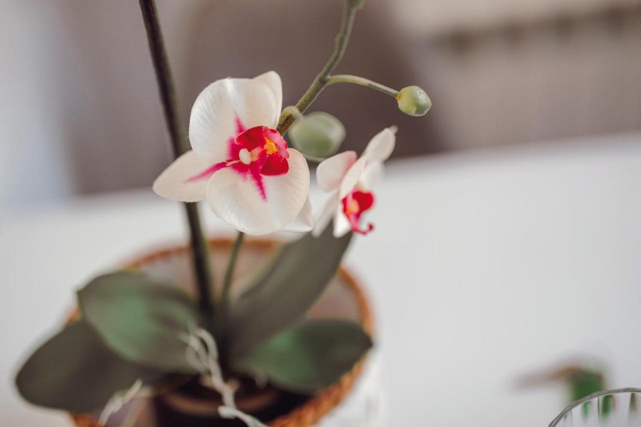 Papa'S Cedofeita Studio Apartments ポルト エクステリア 写真